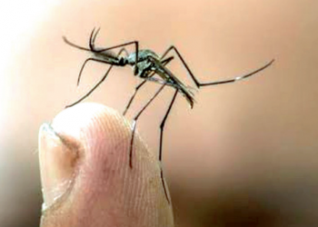 Realizan pruebas dengue pero no dan resultados