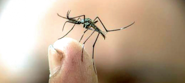 Realizan pruebas dengue pero no dan resultados