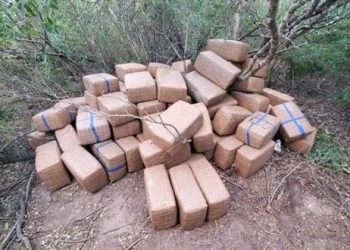 Encuentran casi media tonelada de mariguana en Zapata, Texas