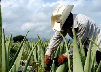 En riesgo más de 200 mil hectáreas de cultivos en Tamaulipas por falta de agua