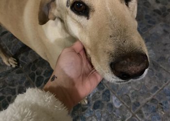 Perrito sale de casa y regresa con cejas pintadas