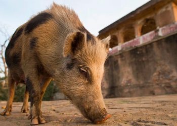 Plaga de cerdos salvajes invade Puerto Rico