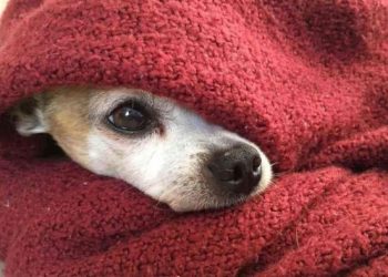 Conoce los 5 tips para proteger a tu mascota del frío