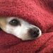 Conoce los 5 tips para proteger a tu mascota del frío