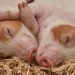 El virus G4 EA H1N1 alerta por su potencial pandémico