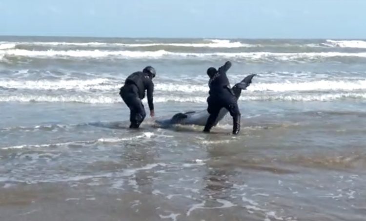 Delfín queda varado en playa de Matamoros; fue rescatado por la Policía Estatal