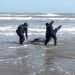 Delfín queda varado en playa de Matamoros; fue rescatado por la Policía Estatal