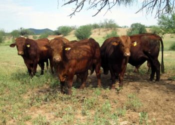 Reporta ganadería daños mínimos por frente frío