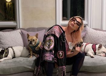 Disparan a paseador y secuestran a perros de Lady Gaga