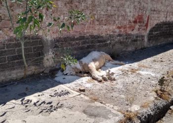 Dejan cadáver de león africano en calles de Iztapalapa