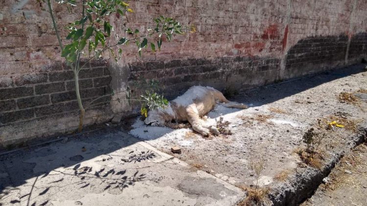 Dejan cadáver de león africano en calles de Iztapalapa