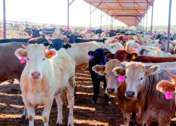 Prevén que baje precio de la carne