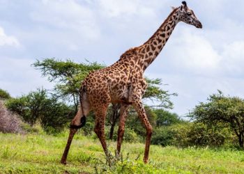 Mujer caza a jirafa y posa con el corazón del animal en Facebook