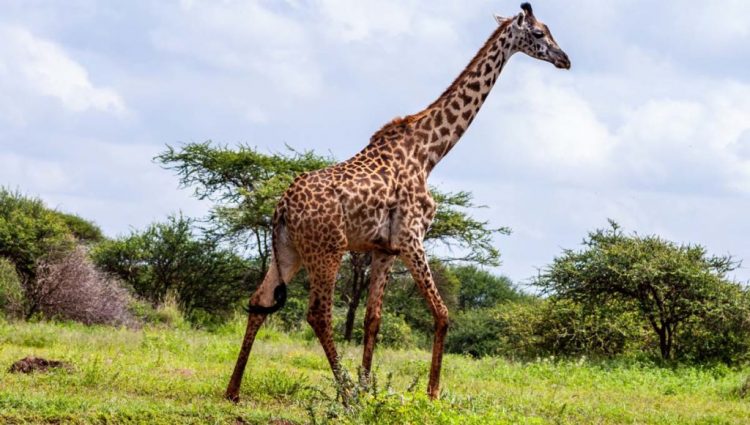 Mujer caza a jirafa y posa con el corazón del animal en Facebook