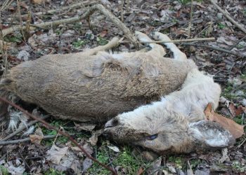 Enfermedad de ciervos ZOMBIES podría contagiar a humanos y poner en riesgo la vida