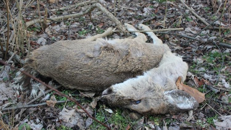 Enfermedad de ciervos ZOMBIES podría contagiar a humanos y poner en riesgo la vida