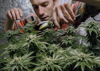 Acuerdan legalizar venta de marihuana recreativa en NY