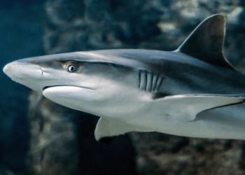 ¡De MIEDO! Tiburón arranca un pedazo de BRAZO a niño de 9 años en Miami