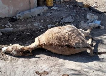 Burrito muere abandonado en la Nueva Era