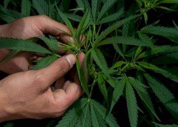 Uso lúdico de la marihuana se discutirá la próxima semana