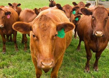 Se desploma exportación de becerro hasta un 75%