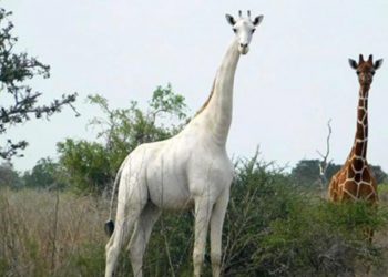 Matan a la última jirafa blanca del mundo