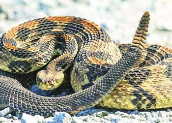 Piden tener cuidado con animales venenosos en ranchos y en el monte