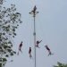 Voladores de Papantla se enredan en pleno vuelo (Video)