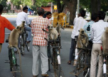 Arrestan a dos hombres en la India que usaban monos para robar a personas desprevenidas