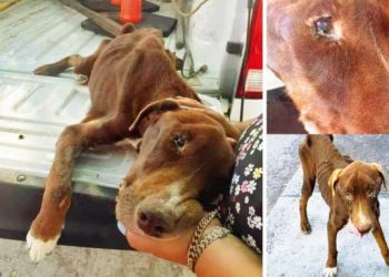 Rescata PC a perro en situación de maltrato