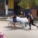 Familia roba el cadáver de hombre que murió por Covid-19 y lo lleva en camilla para sepultarlo | Video