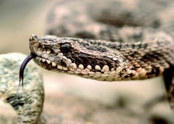 Piden tener cuidado con animales ponzoñosos