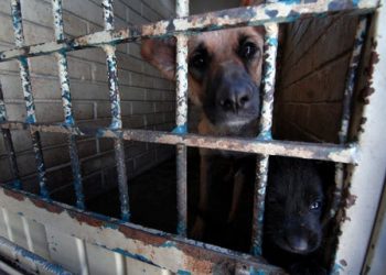 Aumenta sacrificio de canes en Saltillo; disminuye la adopción