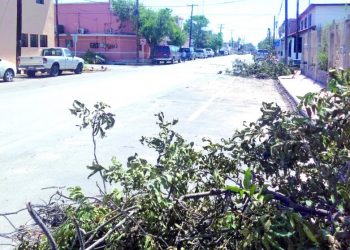 Deforestaron la ciudad helada y tormenta