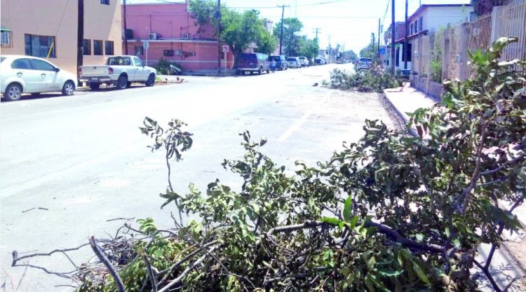 Deforestaron la ciudad helada y tormenta