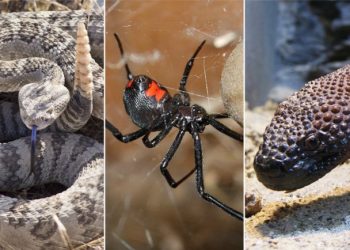 Recomiendan estar atentos ante presencia de animales venenosos