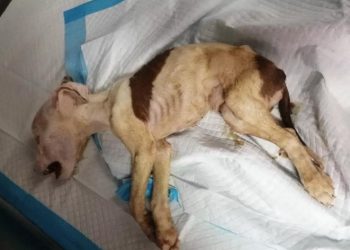 Severa crisis en albergue animal