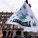 La SCJN declara inconstitucional la prohibición al uso lúdico de la marihuana