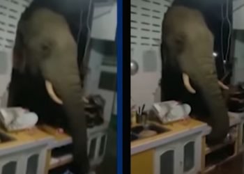VIDEO | Elefante destruye la pared de una casa para comer arroz