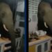 VIDEO | Elefante destruye la pared de una casa para comer arroz