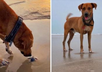 Conoce a ‘Solovino’, el perrito que cuida tortugas en Tamaulipas