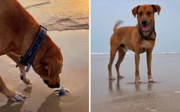 Conoce a ‘Solovino’, el perrito que cuida tortugas en Tamaulipas