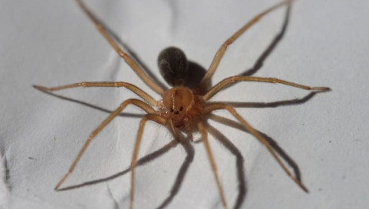 Continúa aquí alerta por araña violinista