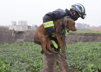 Rescatan a los dos perros que habían caído en socavón de Puebla