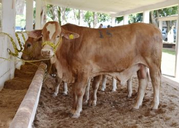 Al borde del cierre la exportación de becerro