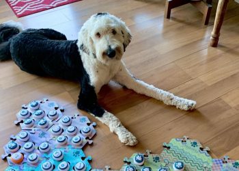 Ella es Bunny, la perrita que puede ‘decir’ hasta 92 palabras a través de un tablero