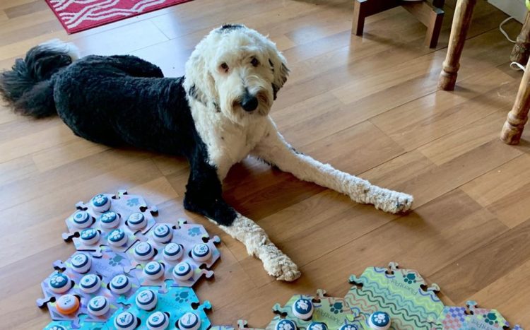 Ella es Bunny, la perrita que puede ‘decir’ hasta 92 palabras a través de un tablero