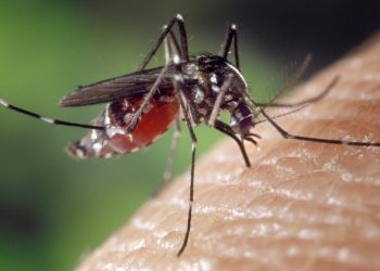 Detectan mosquitos que transmiten enfermedades y paralizan a humanos en EU