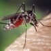 Detectan mosquitos que transmiten enfermedades y paralizan a humanos en EU