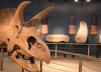 Invitan a Campamento de Verano Virtual’ museos del Centro Cultural